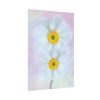 92410-97.jpg Two White Beautiful Flowers Poster
