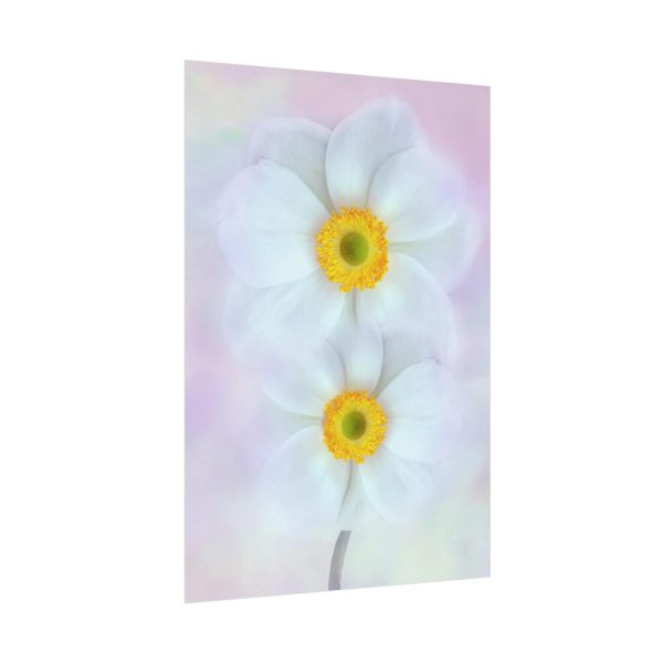 92410-97.jpg Two White Beautiful Flowers Poster