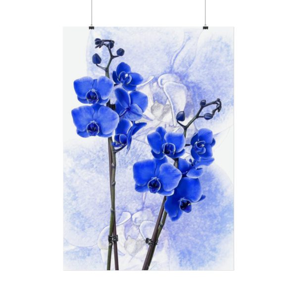 Phalaenopsis Orchid Flower Poster