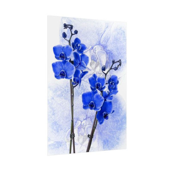 Phalaenopsis Orchid Flower Poster