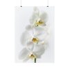 White Orchid Poster