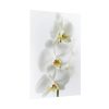 White Orchid Poster