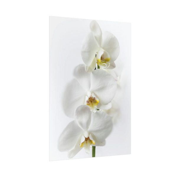 White Orchid Poster