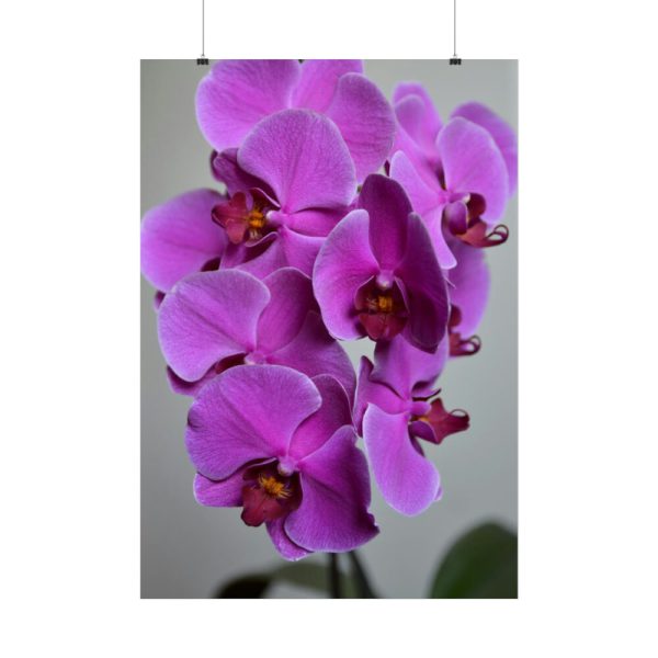 Purple Orchid Poster