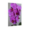 Purple Orchid Poster