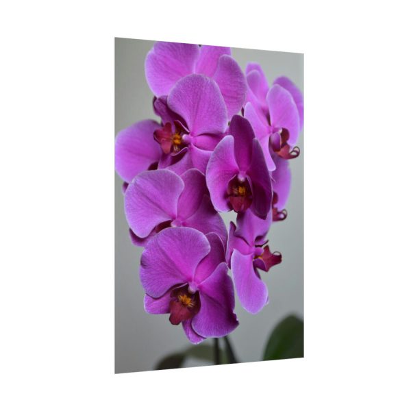 Purple Orchid Poster