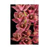 92411-121.jpg Catasetum Orchidglade Poster