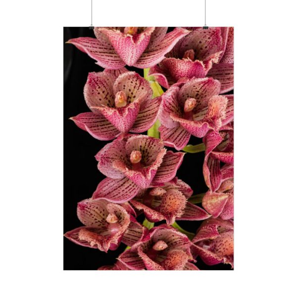 92411-121.jpg Catasetum Orchidglade Poster