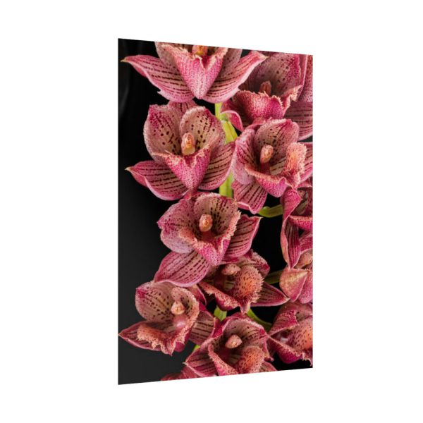 92411-122.jpg Catasetum Orchidglade Poster