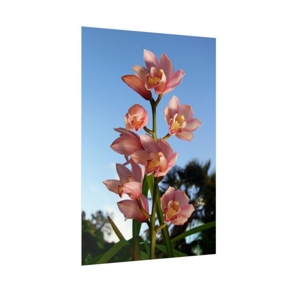 Pink Orchid Flowers Poster