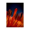 92411-56.jpg Flower pollen Poster