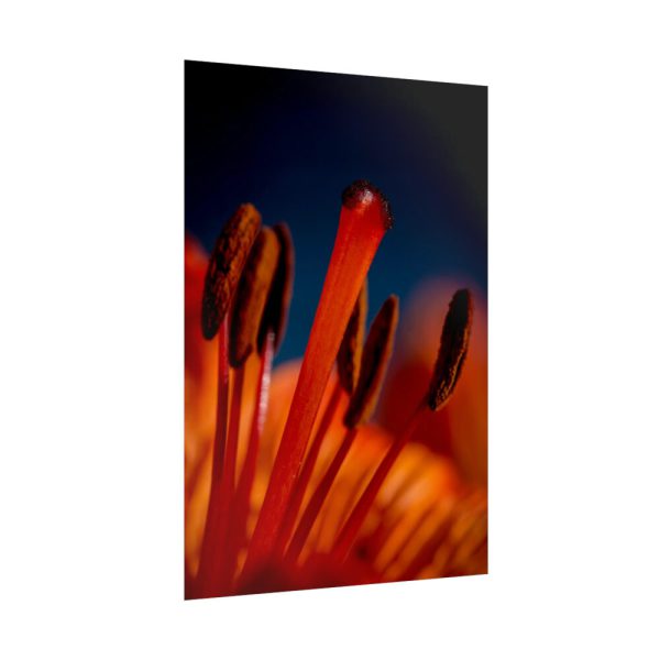 92411-58.jpg Flower pollen Poster