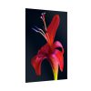 Red Flower Poster