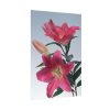 Pink Tiger Lily Poster