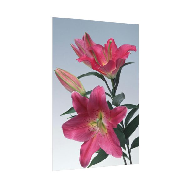Pink Tiger Lily Poster