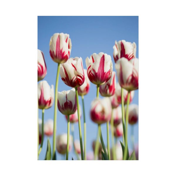 92411-72.jpg Omber Pink and White Tulips Poster