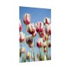 92411-74.jpg Omber Pink and White Tulips Poster