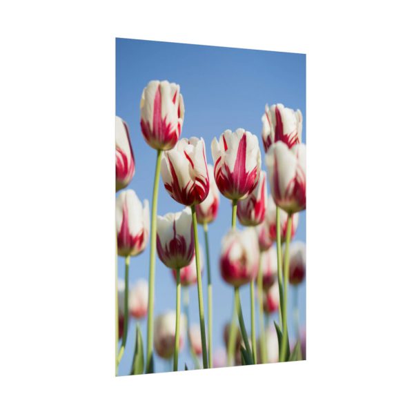 92411-74.jpg Omber Pink and White Tulips Poster