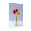 Three Daisies Poster