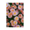 92411-85.jpg Beautiful Pink Flowers Poster