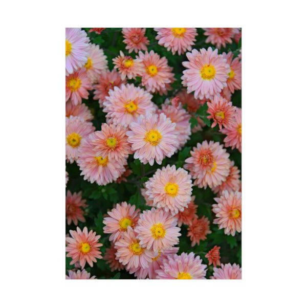 92411-85.jpg Beautiful Pink Flowers Poster