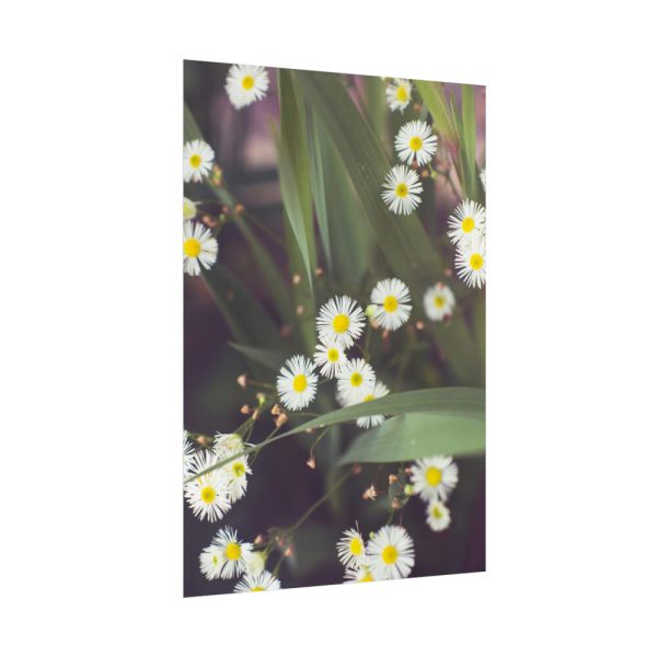 92411-92.jpg Tiny White Daisy Flowers Poster