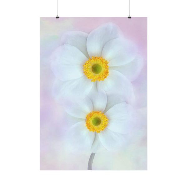 92411-96.jpg Two White Beautiful Flowers Poster