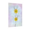 92411-97.jpg Two White Beautiful Flowers Poster