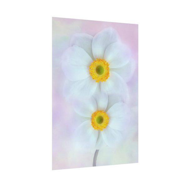 92411-97.jpg Two White Beautiful Flowers Poster