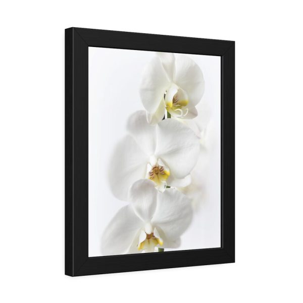 White Orchid Framed Poster