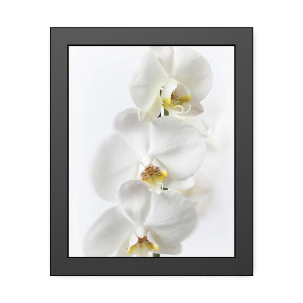 White Orchid Framed Poster