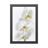 White Orchid Framed Poster