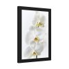 White Orchid Framed Poster