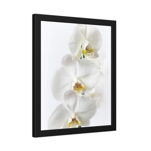 White Orchid Framed Poster