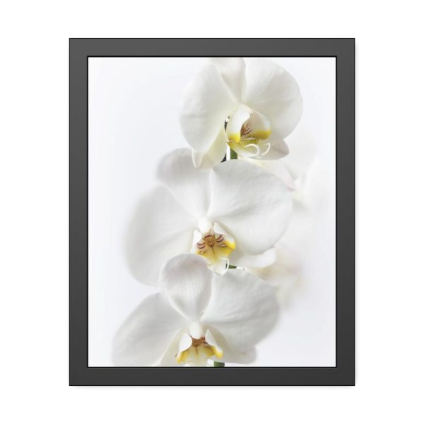 White Orchid Framed Poster