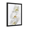 White Orchid Framed Poster
