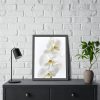 White Orchid Framed Poster