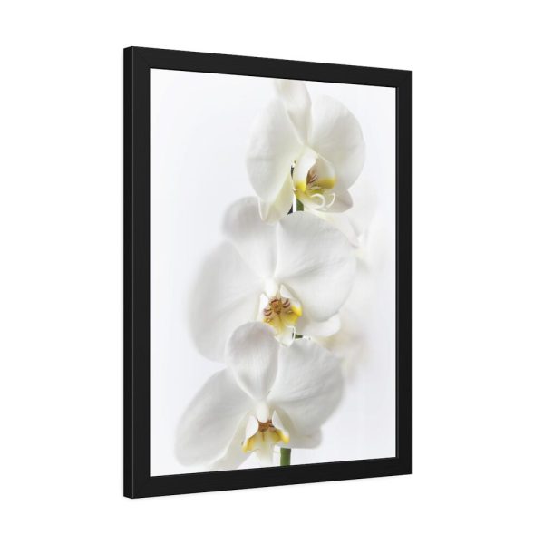 White Orchid Framed Poster