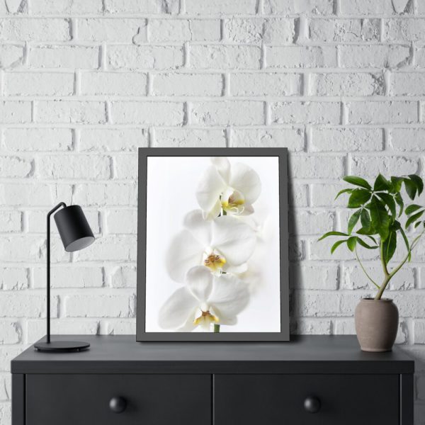 White Orchid Framed Poster