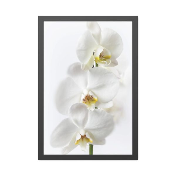 White Orchid Framed Poster