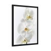 White Orchid Framed Poster