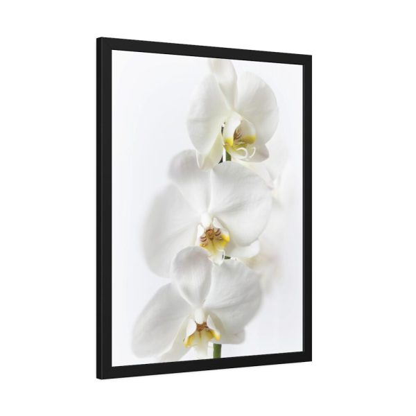 White Orchid Framed Poster