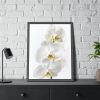 White Orchid Framed Poster
