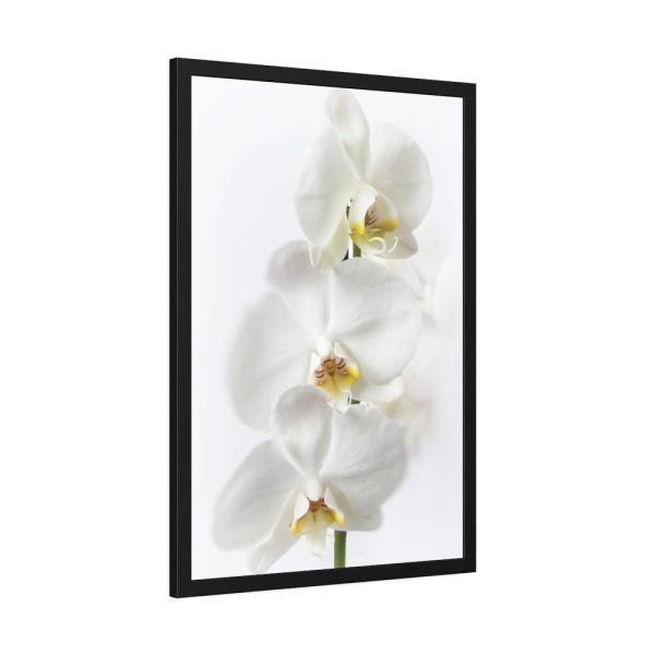 White Orchid Framed Poster