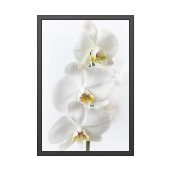 White Orchid Framed Poster