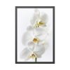 White Orchid Framed Poster