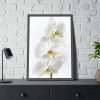 White Orchid Framed Poster