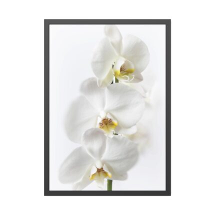 White Orchid Framed Poster