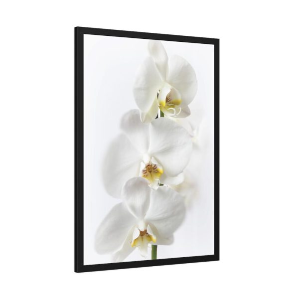 White Orchid Framed Poster
