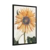 Sunflower  by Johan Teyler Framed Poster